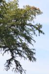 <img100*0:stuff/z/73640/tree%2520reference.1/i1262750819_3.jpg>