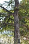 <img100*0:stuff/z/73640/tree%2520reference.1/i1262750819_4.jpg>