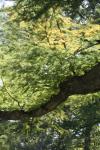 <img100*0:stuff/z/73640/tree%2520reference.1/i1262750819_5.jpg>
