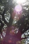 <img100*0:stuff/z/73640/tree%2520reference.1/i1262750819_6.jpg>