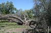 <img100*0:stuff/z/73640/tree%2520reference.1/i1262750819_7.jpg>