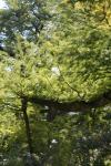 <img100*0:stuff/z/73640/tree%2520reference.1/i1262750820_10.jpg>