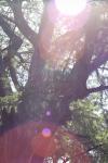 <img100*0:stuff/z/73640/tree%2520reference.1/i1262750820_11.jpg>