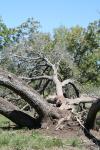 <img100*0:stuff/z/73640/tree%2520reference.1/i1262750820_12.jpg>