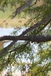 <img100*0:stuff/z/73640/tree%2520reference.1/i1262750820_13.jpg>