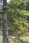 <img100*0:stuff/z/73640/tree%2520reference.1/i1262750820_14.jpg>