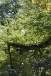 <img100*0:stuff/z/73640/tree%2520reference.1/i1262750820_15.jpg>