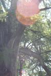 <img100*0:stuff/z/73640/tree%2520reference.1/i1262750820_16.jpg>