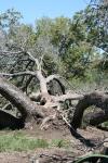 <img100*0:stuff/z/73640/tree%2520reference.1/i1262750820_17.jpg>