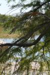 <img100*0:stuff/z/73640/tree%2520reference.1/i1262750820_18.jpg>