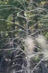 <img100*0:stuff/z/73640/tree%2520reference.1/i1262750820_19.jpg>