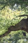 <img100*0:stuff/z/73640/tree%2520reference.1/i1262750820_20.jpg>