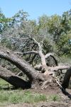 <img100*0:stuff/z/73640/tree%2520reference.1/i1262750820_21.jpg>