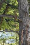 <img100*0:stuff/z/73640/tree%2520reference.1/i1262750820_22.jpg>