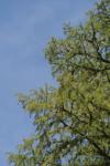 <img100*0:stuff/z/73640/tree%2520reference.1/i1262750820_23.jpg>