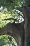 <img100*0:stuff/z/73640/tree%2520reference.1/i1262750820_24.jpg>