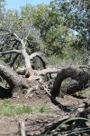 <img100*0:stuff/z/73640/tree%2520reference.1/i1262750820_25.jpg>