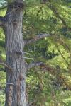 <img100*0:stuff/z/73640/tree%2520reference.1/i1262750820_26.jpg>