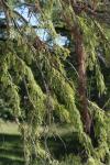<img100*0:stuff/z/73640/tree%2520reference.1/i1262750820_27.jpg>