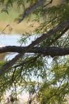 <img100*0:stuff/z/73640/tree%2520reference.1/i1262750820_8.jpg>