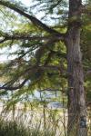 <img100*0:stuff/z/73640/tree%2520reference.1/i1262750820_9.jpg>