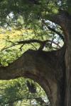 <img100*0:stuff/z/73640/tree%2520reference.1/i1262750821_28.jpg>