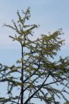 <img100*0:stuff/z/73640/tree%2520reference.1/i1262750821_29.jpg>