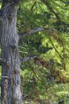 <img100*0:stuff/z/73640/tree%2520reference.1/i1262750821_30.jpg>
