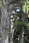 <img100*0:stuff/z/73640/tree%2520reference.1/i1262750821_31.jpg>