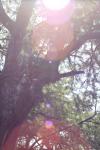 <img100*0:stuff/z/73640/tree%2520reference.1/i1262750821_32.jpg>