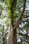 <img100*0:stuff/z/73640/tree%2520reference.2/i1264564835_3.jpg>