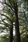 <img100*0:stuff/z/73640/tree%2520reference.2/i1264564835_4.jpg>