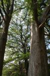 <img100*0:stuff/z/73640/tree%2520reference.2/i1264564835_5.jpg>