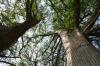 <img100*0:stuff/z/73640/tree%2520reference.2/i1264564835_6.jpg>