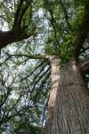<img100*0:stuff/z/73640/tree%2520reference.2/i1264564835_7.jpg>