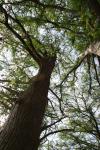 <img100*0:stuff/z/73640/tree%2520reference.2/i1264564835_8.jpg>