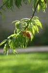 <img100*0:stuff/z/73640/tree%2520reference.2/i1265163170_1.jpg>