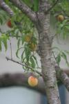 <img100*0:stuff/z/73640/tree%2520reference.2/i1265163170_2.jpg>