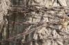 <img100*0:stuff/z/73640/tree%2520reference.2/i1265163170_3.jpg>