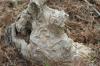 <img100*0:stuff/z/73640/tree%2520reference.2/i1265163170_4.jpg>