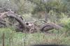 <img100*0:stuff/z/73640/tree%2520reference.2/i1265163170_5.jpg>