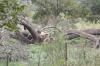 <img100*0:stuff/z/73640/tree%2520reference.2/i1265163170_6.jpg>