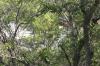 <img100*0:stuff/z/73640/tree%2520reference.2/i1265163170_8.jpg>