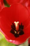<img100*0:stuff/z/73640/tulips.1%2540wiki/i1262134505_1.jpg>