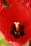 <img100*0:stuff/z/73640/tulips.1%2540wiki/i1262134505_2.jpg>