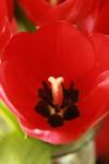 <img100*0:stuff/z/73640/tulips.1%2540wiki/i1262134505_3.jpg>