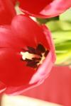 <img100*0:stuff/z/73640/tulips.1%2540wiki/i1262134505_4.jpg>
