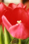 <img100*0:stuff/z/73640/tulips.1%2540wiki/i1262134505_5.jpg>
