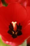 <img100*0:stuff/z/73640/tulips.1%2540wiki/i1262134505_6.jpg>