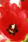 <img100*0:stuff/z/73640/tulips.1%2540wiki/i1262134505_7.jpg>